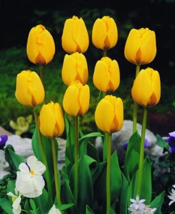 Tulpen Golden Apeldoorn